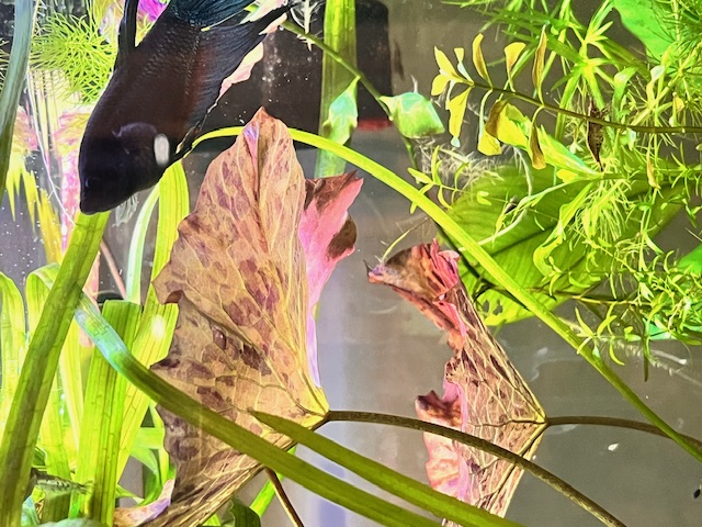 Blue Beta in planted Tank